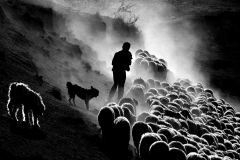 Shepherd-life